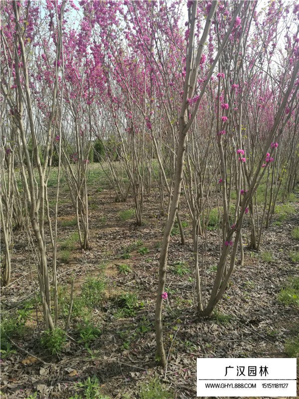叢生紫荊