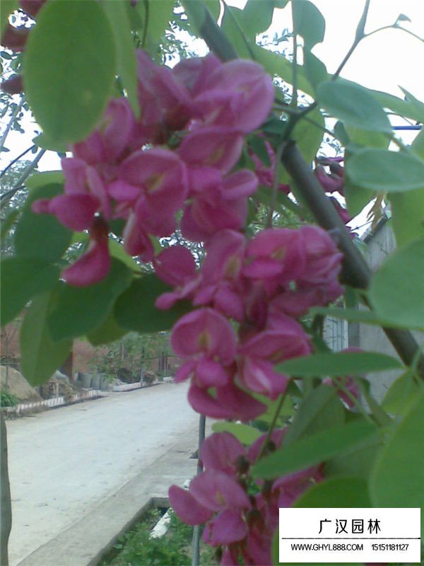 紅花槐