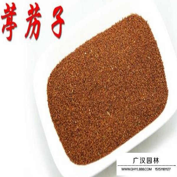 葶藶種子