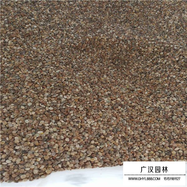 魯冰花種子