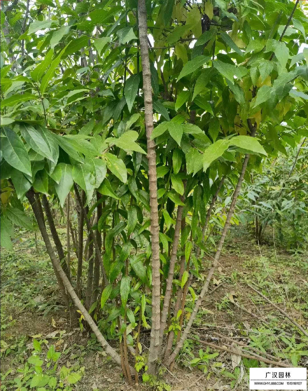 叢生臘梅
