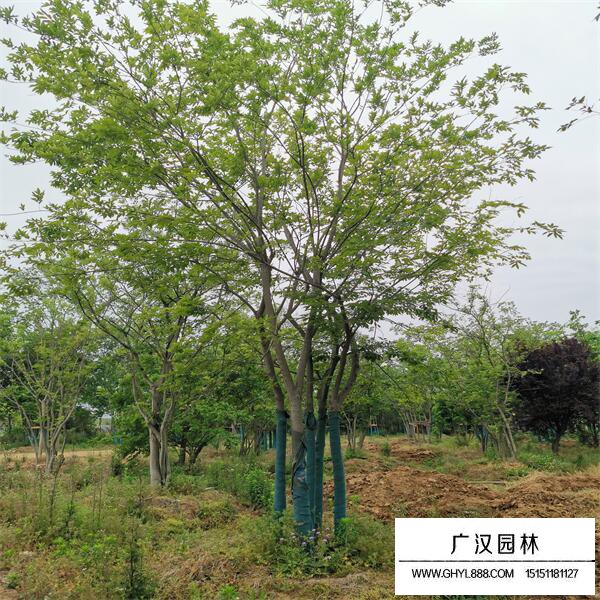 叢生樸樹