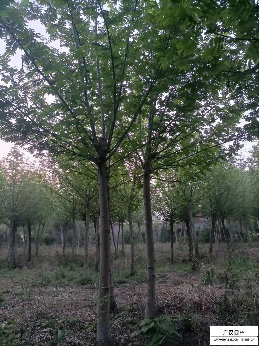 楓楊
