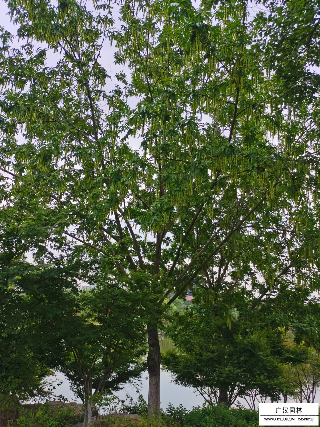 楓楊