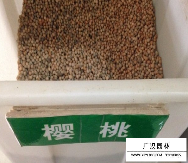 櫻桃種子