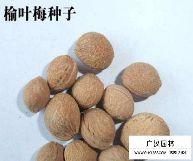 榆葉梅種子