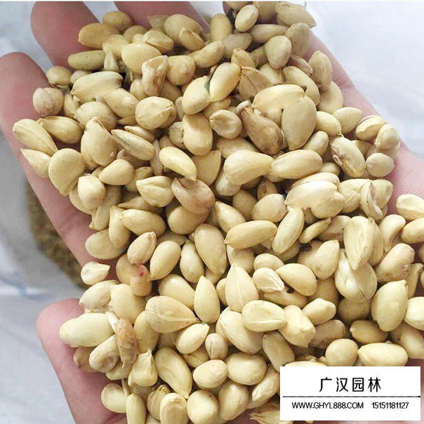 積殼種子