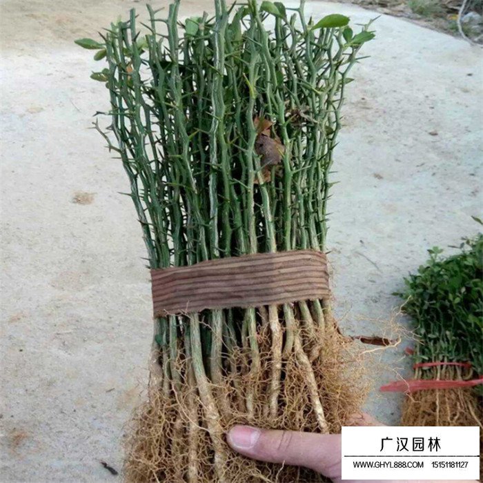 積殼種子