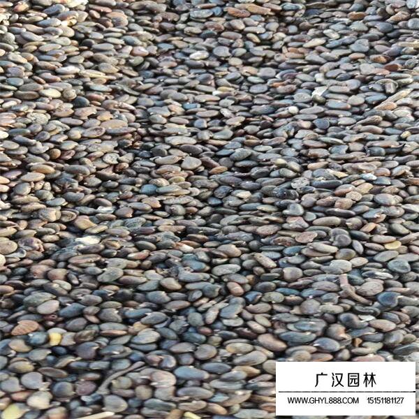 刺槐種子