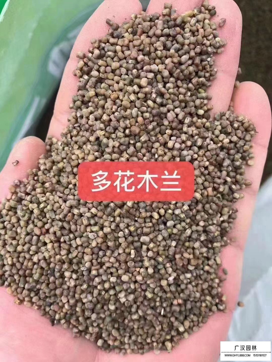 多花木蘭種子