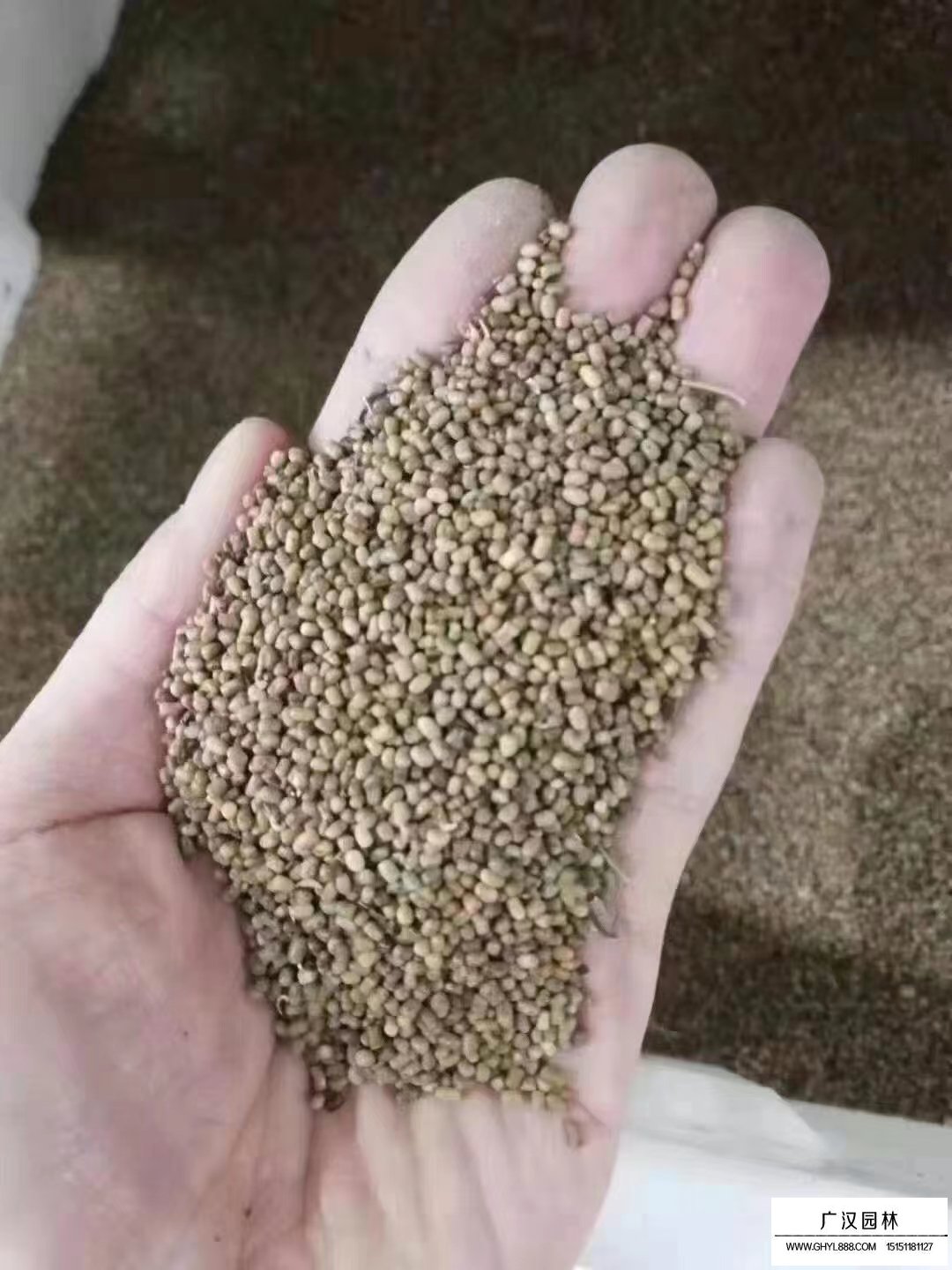 多花木蘭種子