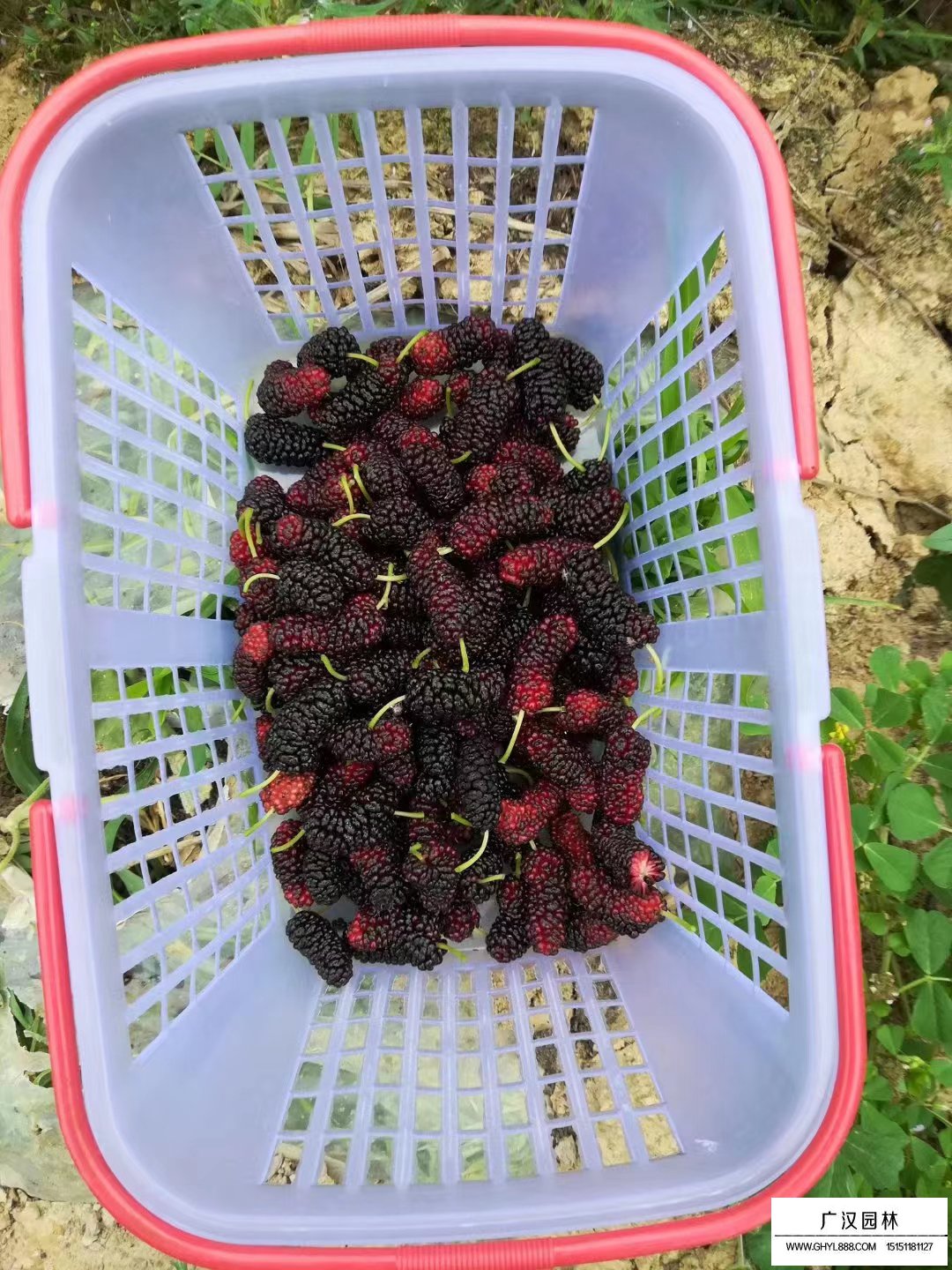 果桑種子