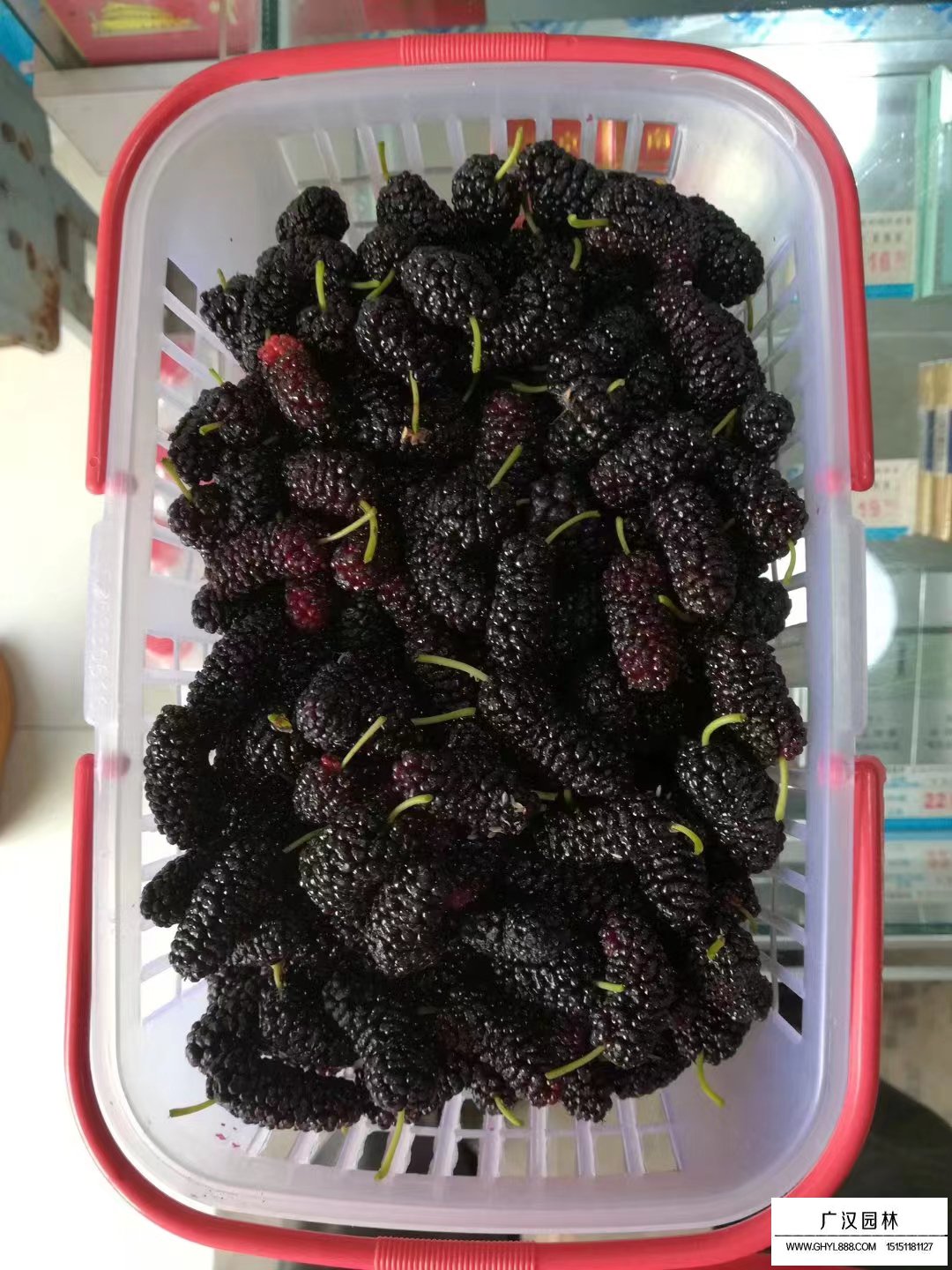 果桑種子