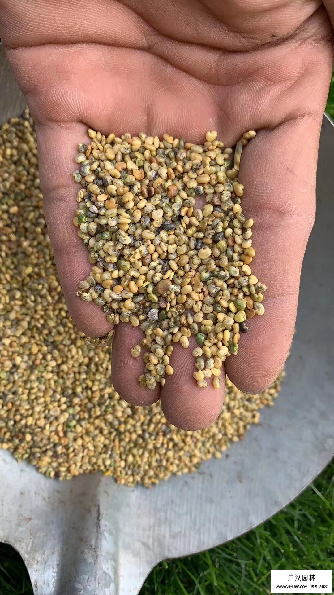豬屎豆種子