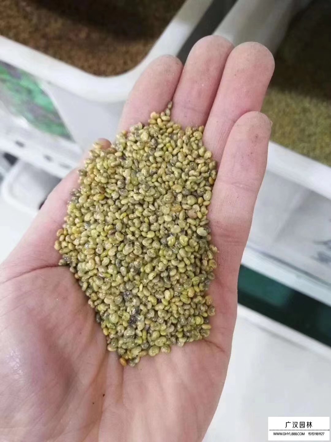 豬屎豆種子