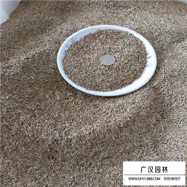 高羊茅種子