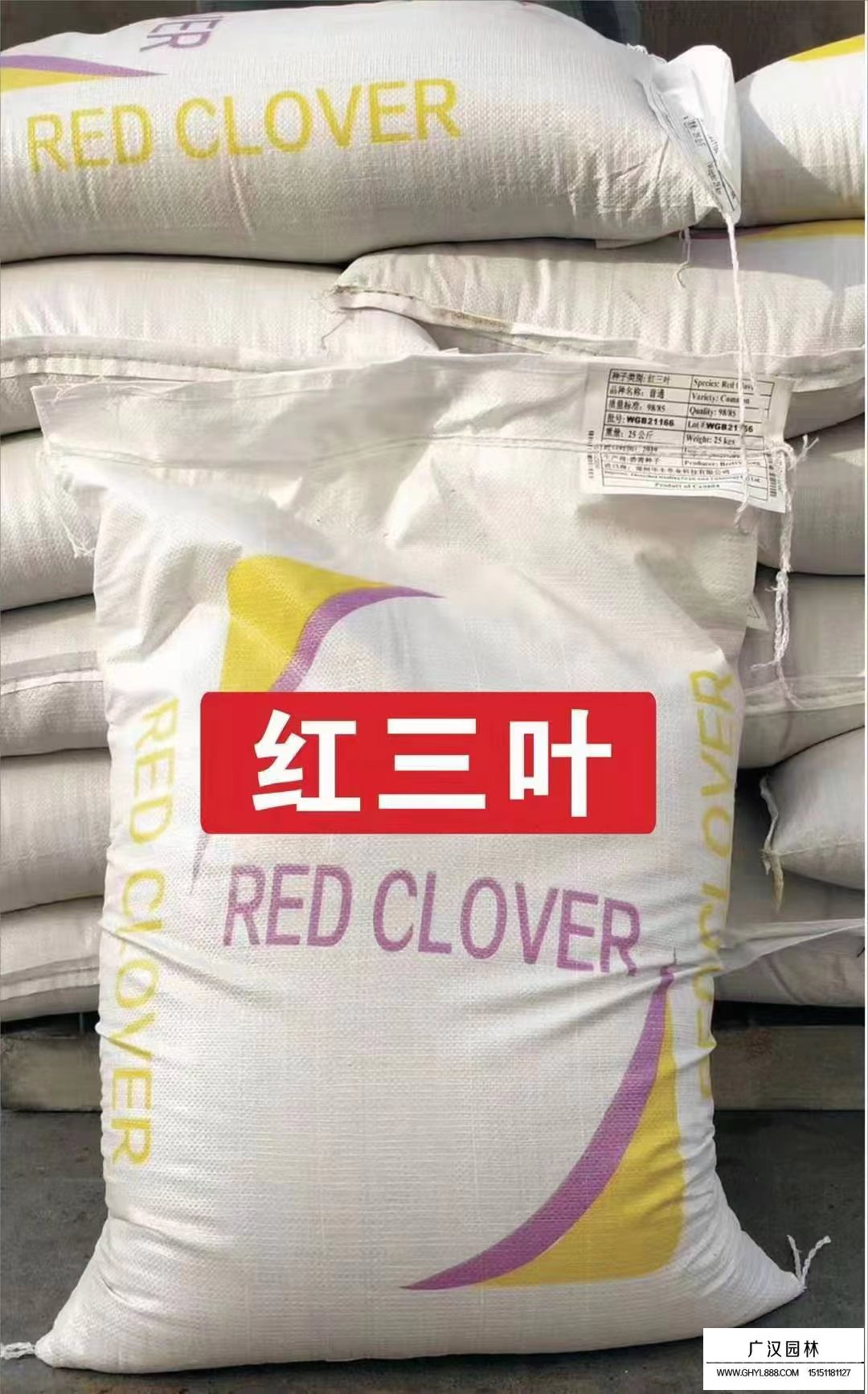 紅三葉種子