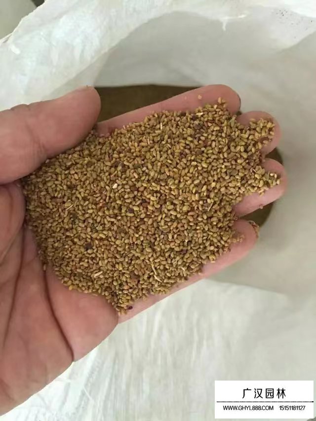 結縷草種子