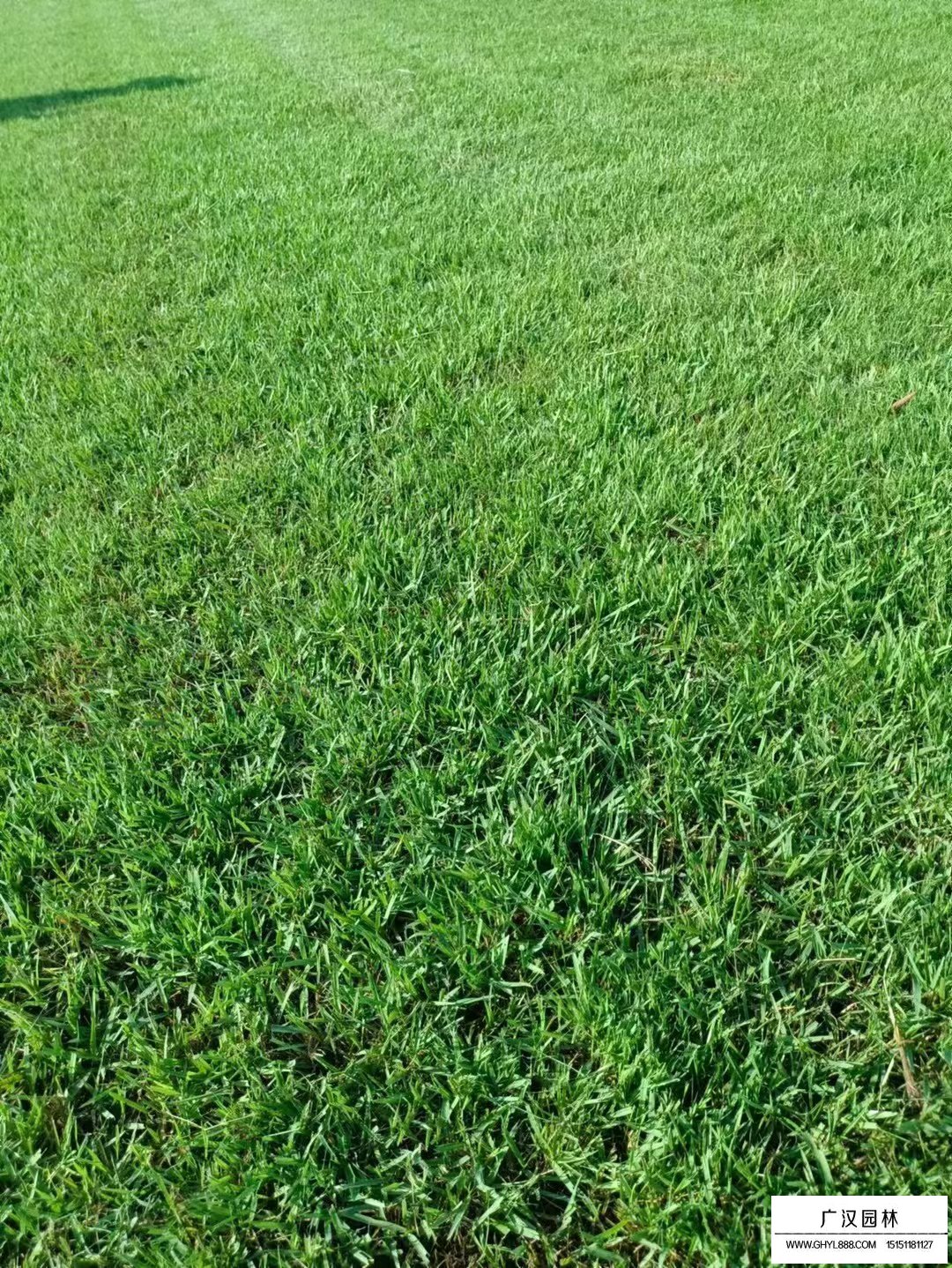 結縷草種子