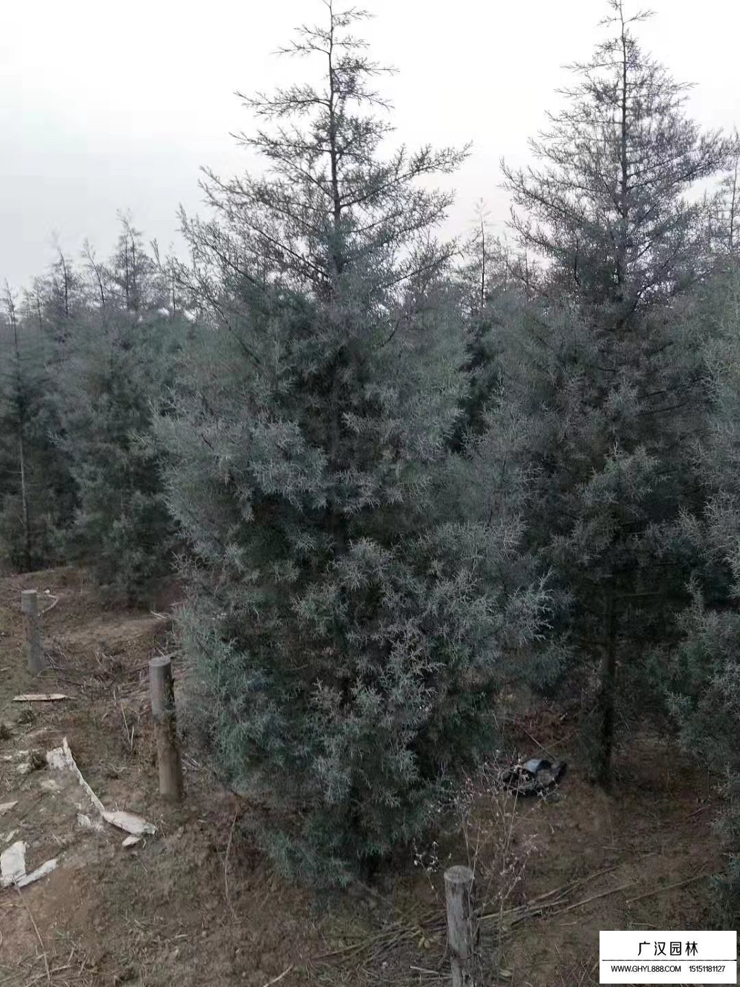 藍冰柏