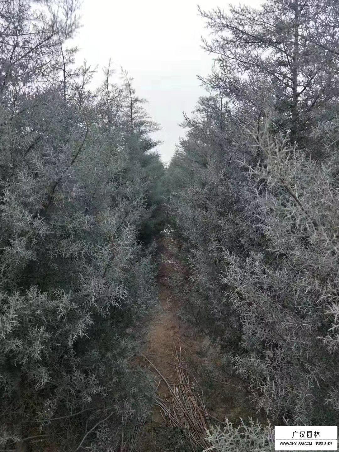 藍冰柏