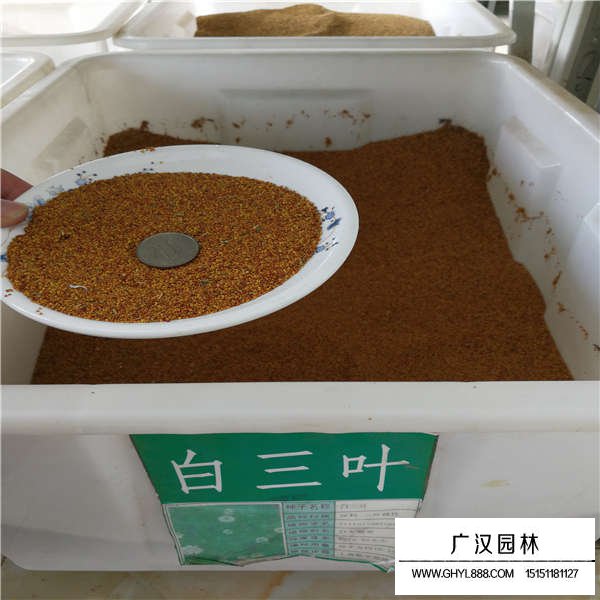 白三葉種子
