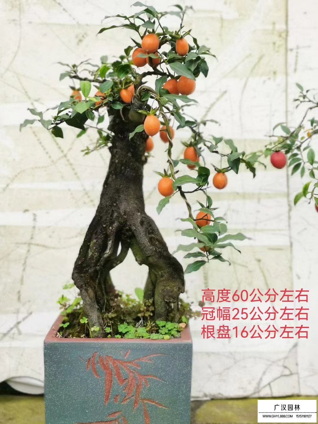 金彈子盆景