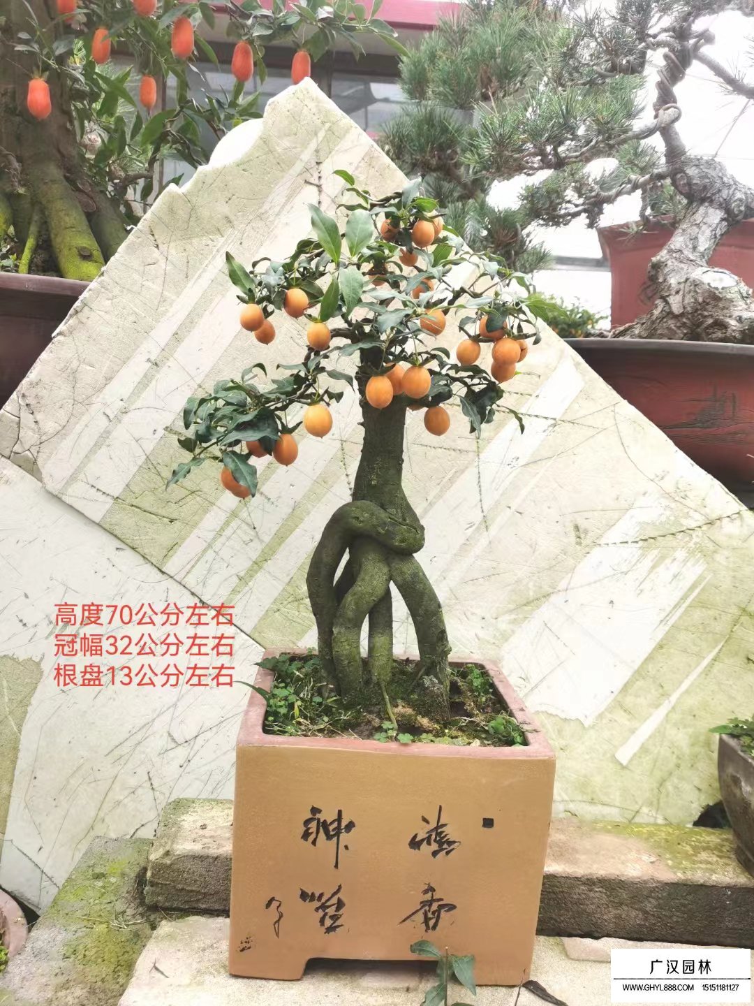 金彈子盆景