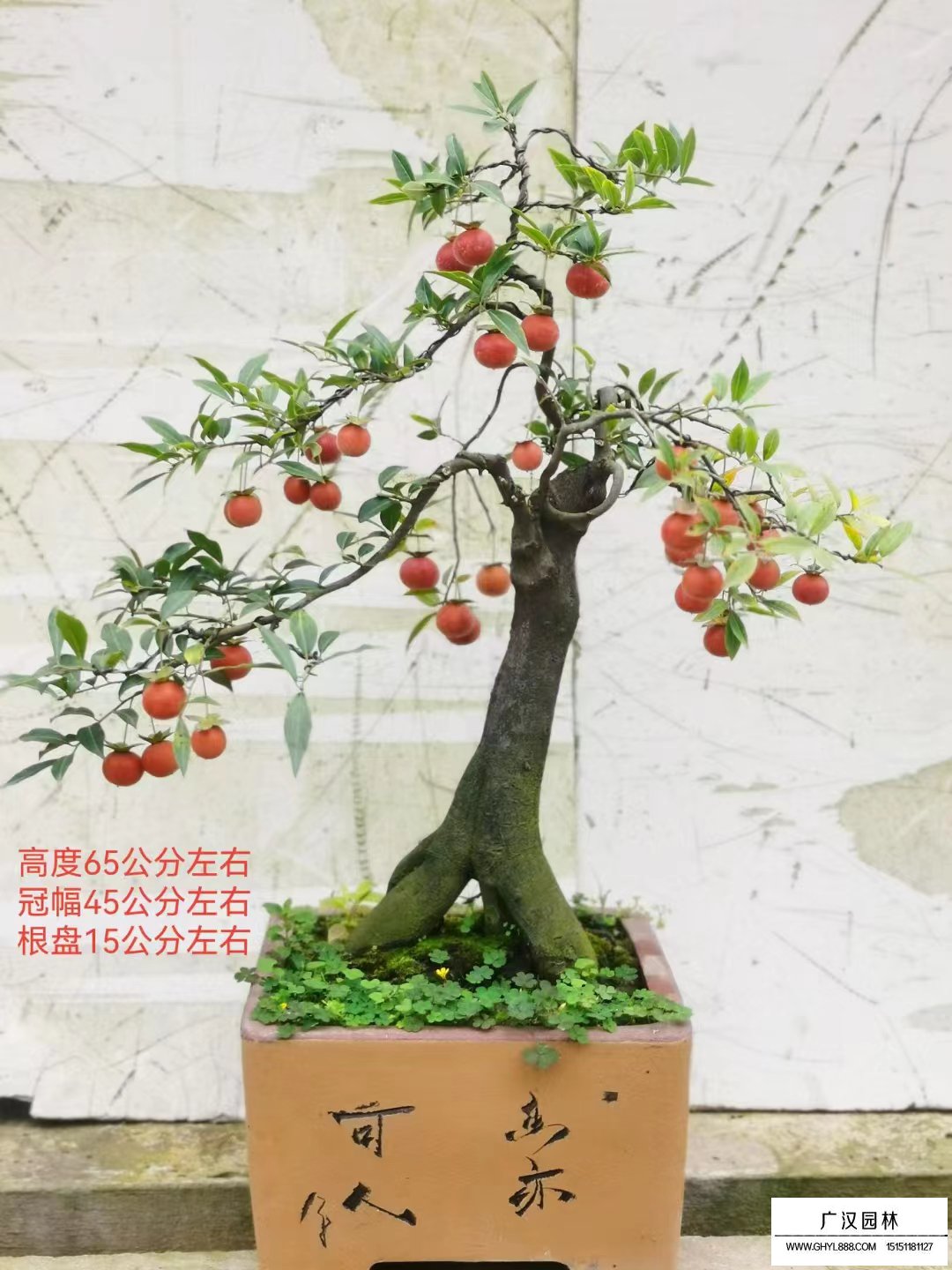 金彈子盆景