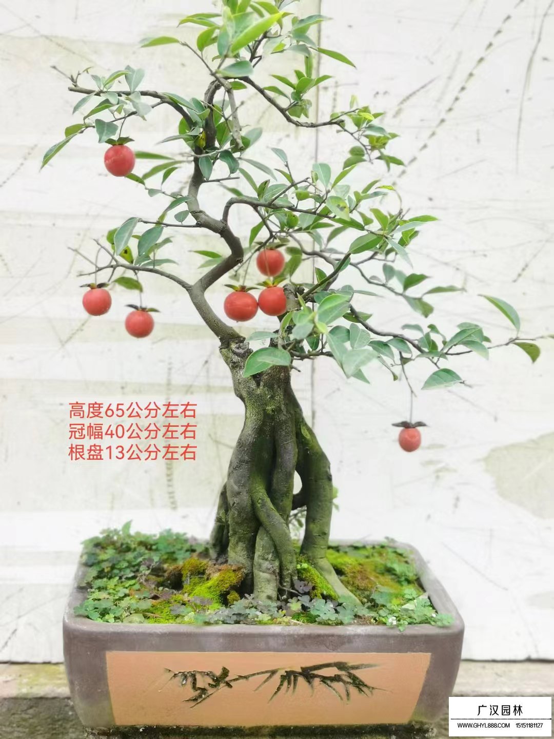 金彈子盆景