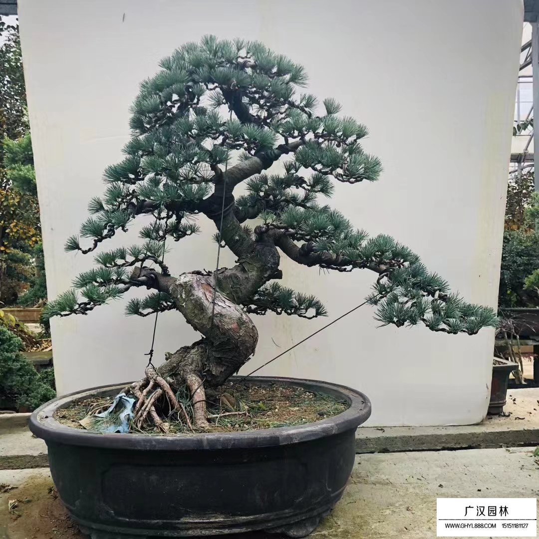 五針松盆景