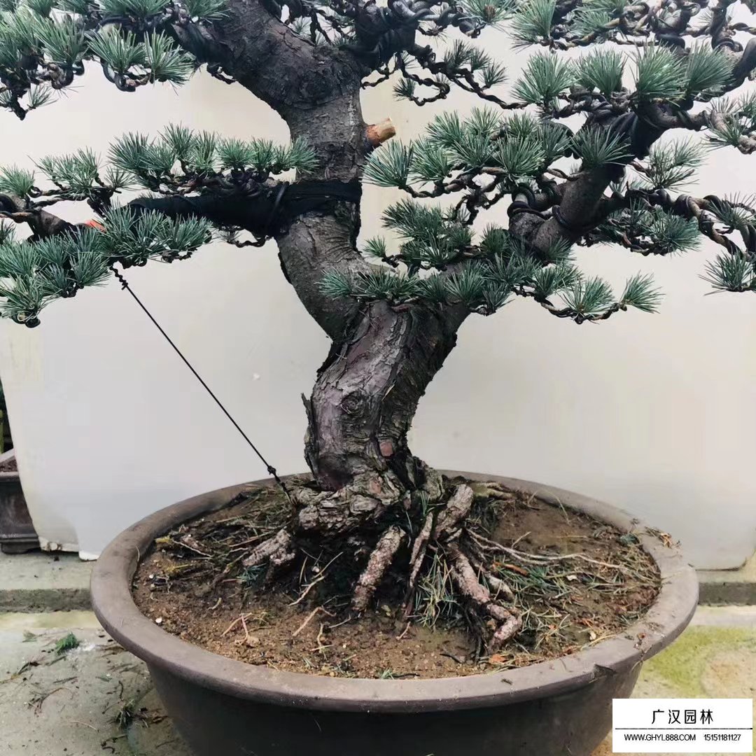 五針松盆景