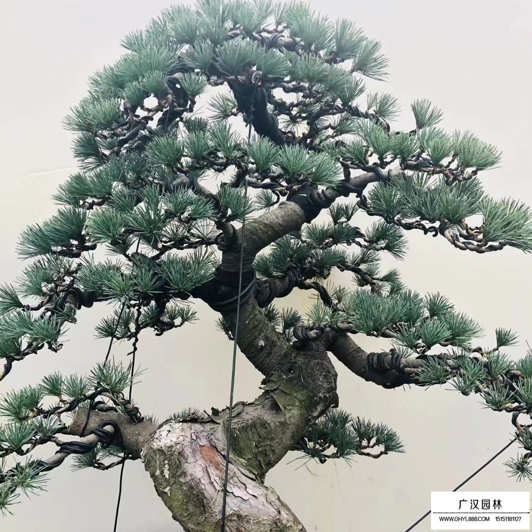 五針松盆景