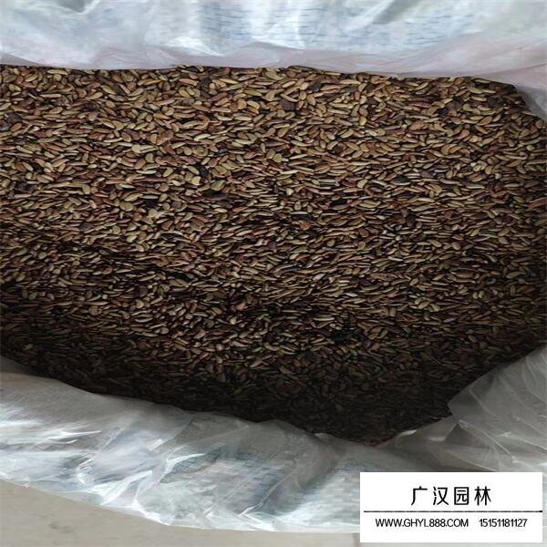 紫穗槐種子