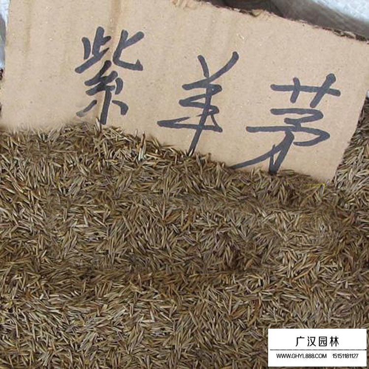 紫羊茅種子