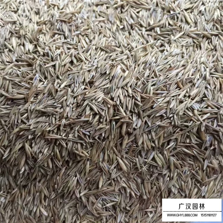 紫羊茅種子