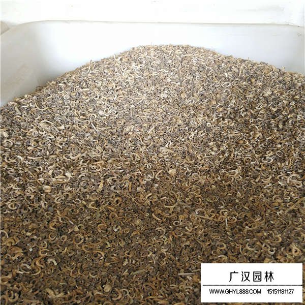 金盞菊種子
