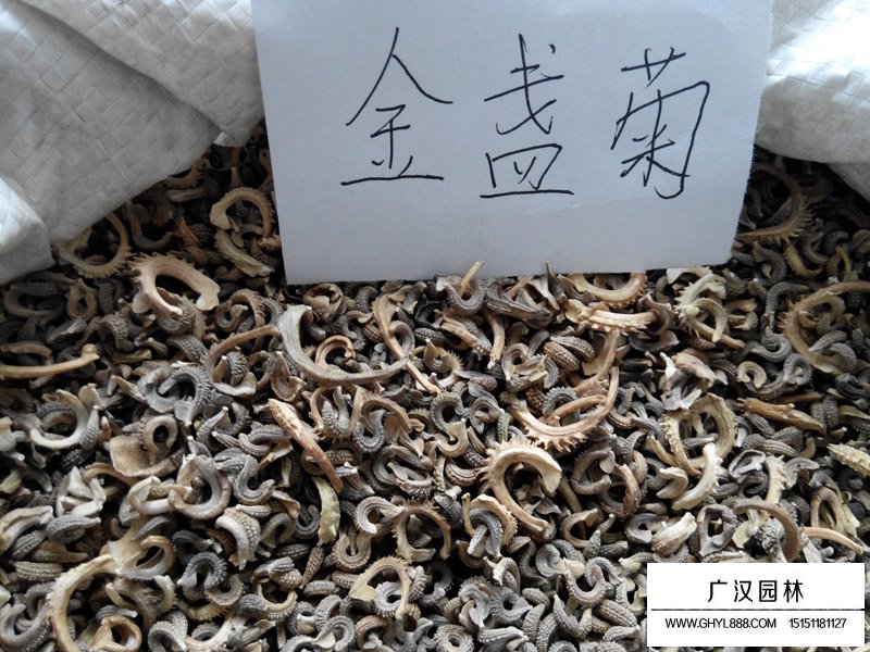 金盞菊種子