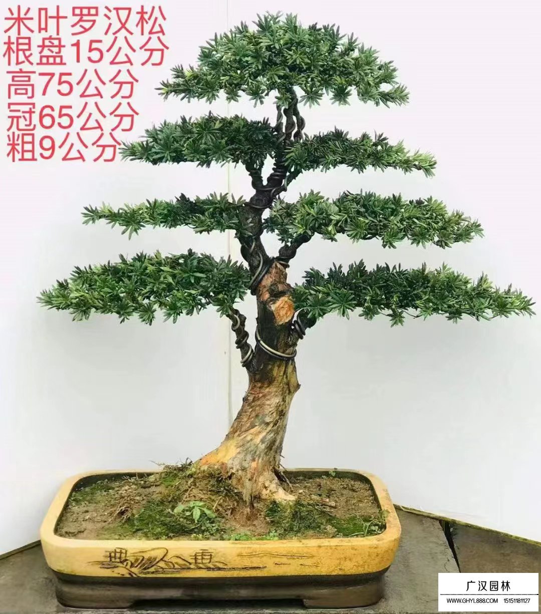 羅漢松盆景