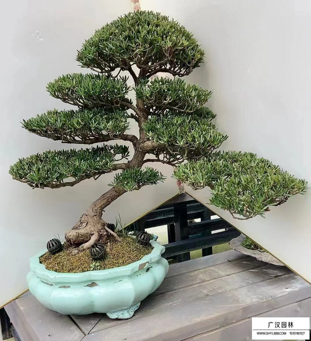羅漢松盆景