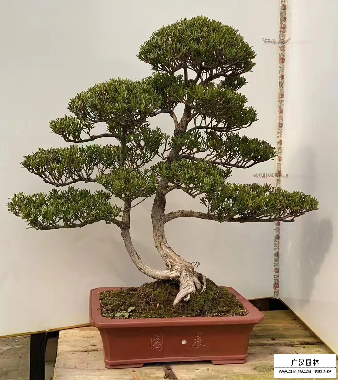 羅漢松盆景