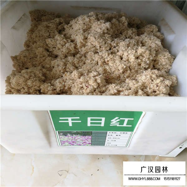 千日紅種子