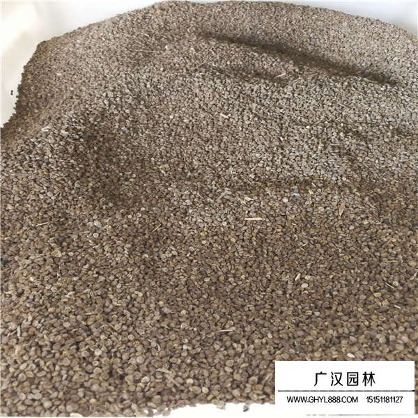 勿忘草種子