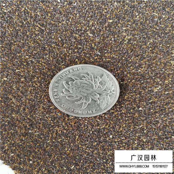 虞美人種子
