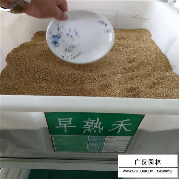早熟禾種子