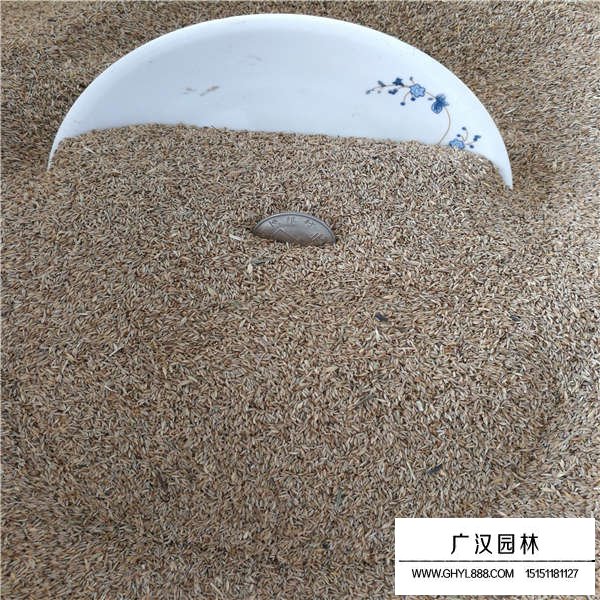 早熟禾種子