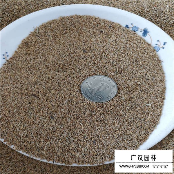早熟禾種子