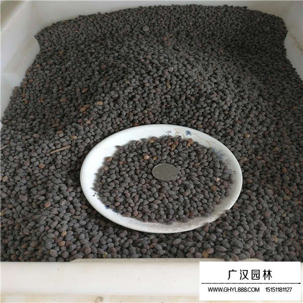 紫茉莉種子