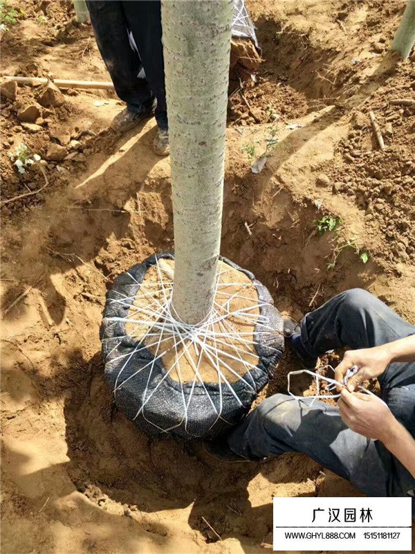 毛白楊