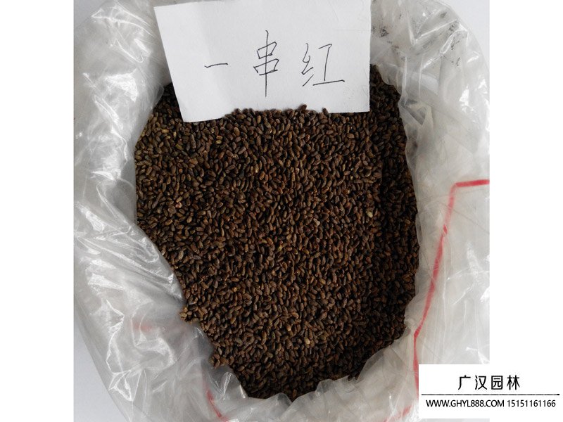 一串紅矮桿種子